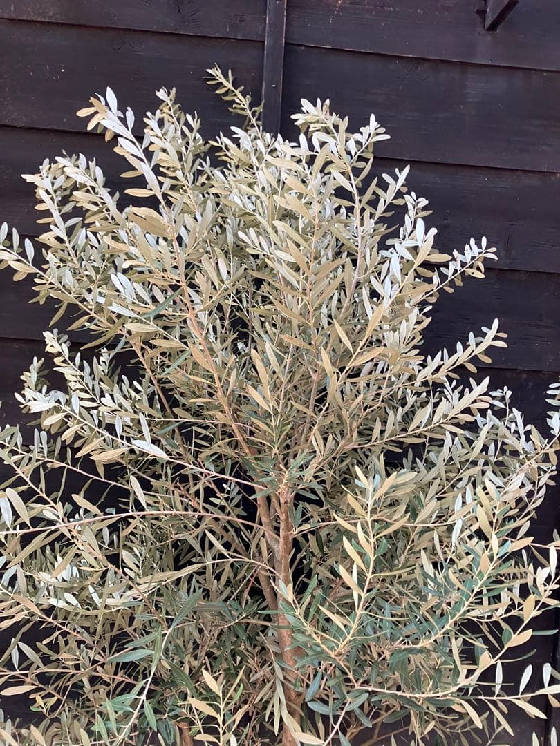 極太　オリーブの木　シプレッシーノ