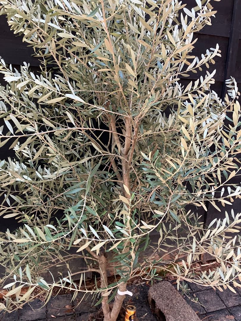 極太　オリーブの木　シプレッシーノ