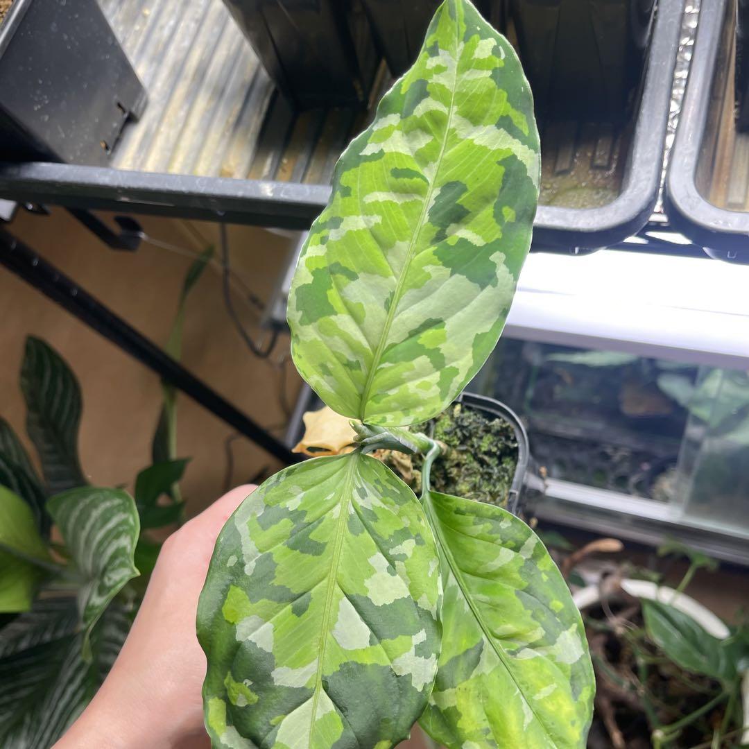 アグラオネマ アンダマン 諸島 ポートブレア 出射便 Aglaonema