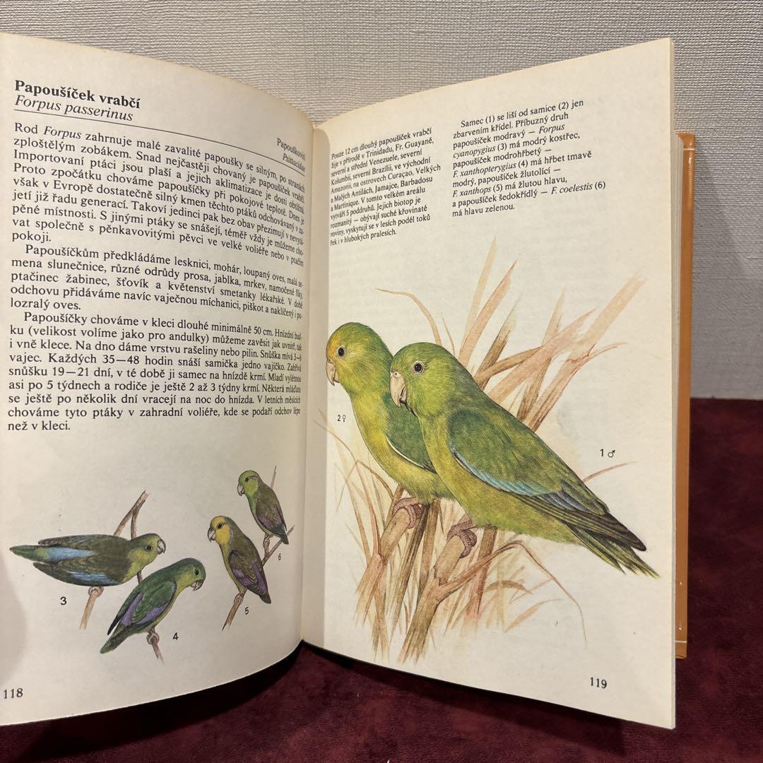 614⑨1924年鳥図鑑　鳥の絵　洋書古書　ボタンニカルアート 614⑨1924年鳥図鑑 鳥の絵 洋書古書 ボタンニカルアート - メルカリ