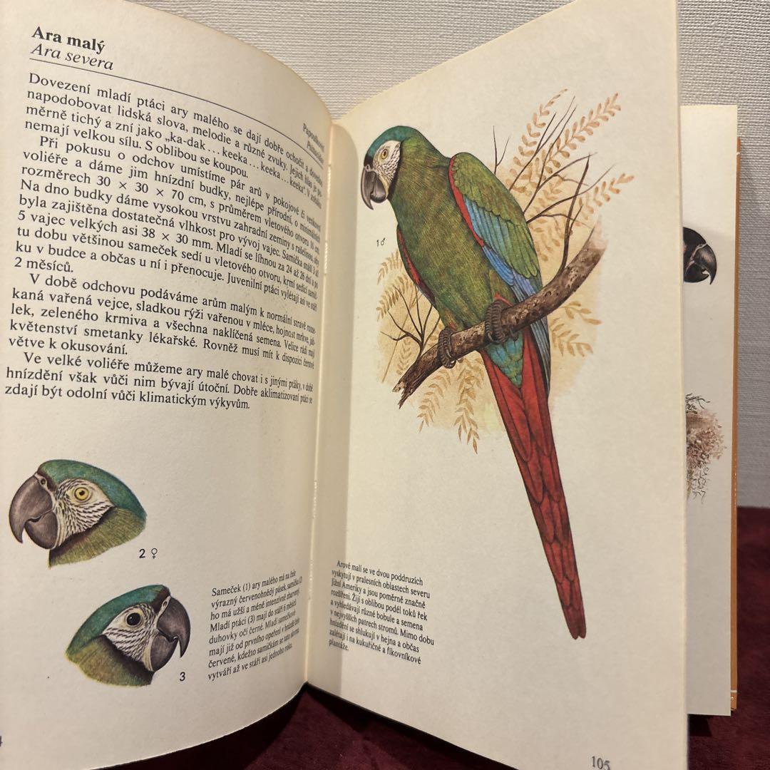614⑨1924年鳥図鑑　鳥の絵　洋書古書　ボタンニカルアート 614⑨1924年鳥図鑑 鳥の絵 洋書古書 ボタンニカルアート - メルカリ