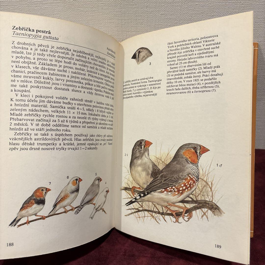710B③チェコ鳥図鑑 洋書古書 ボタンニカルアート ビンテージ