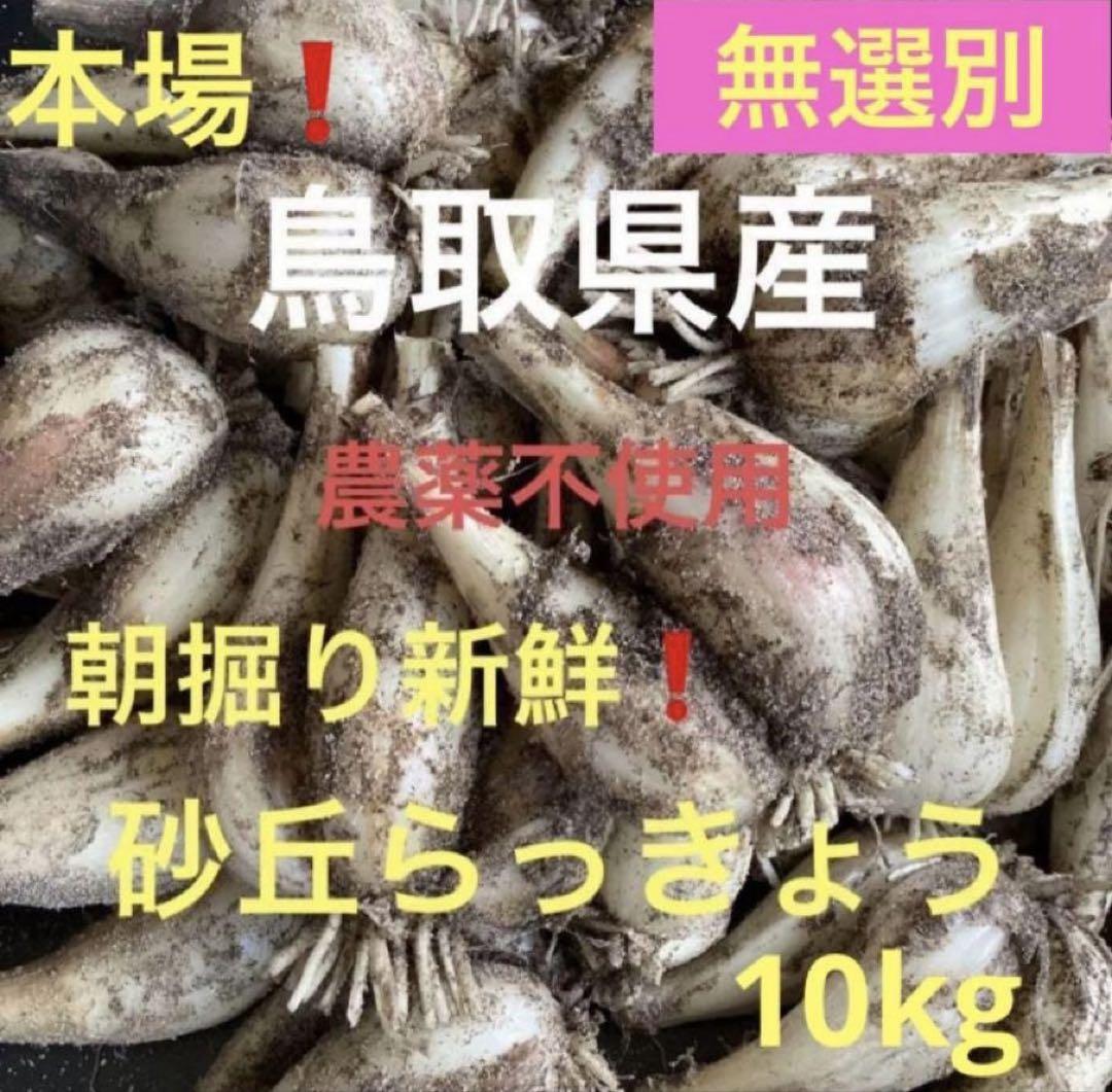 大特価‼️鳥取県産 農薬不使用 砂丘らっきょう