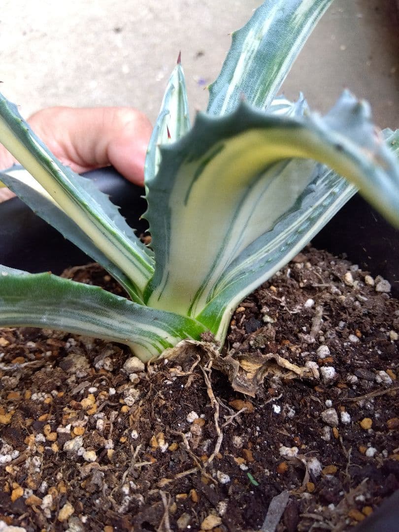 アガベ アメリカーナ 白縞斑 超斑入り❗ ⑧ アガベ アメリカーナ 白縞斑 超斑入り❗ ⑧