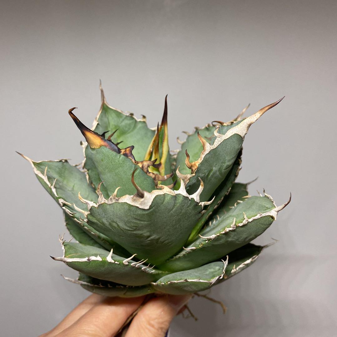 完成品 植物/観葉植物 インテリア・住まい・小物-aci.md 完成品 植物/観葉植物 インテリア・住まい・小物-aci.md