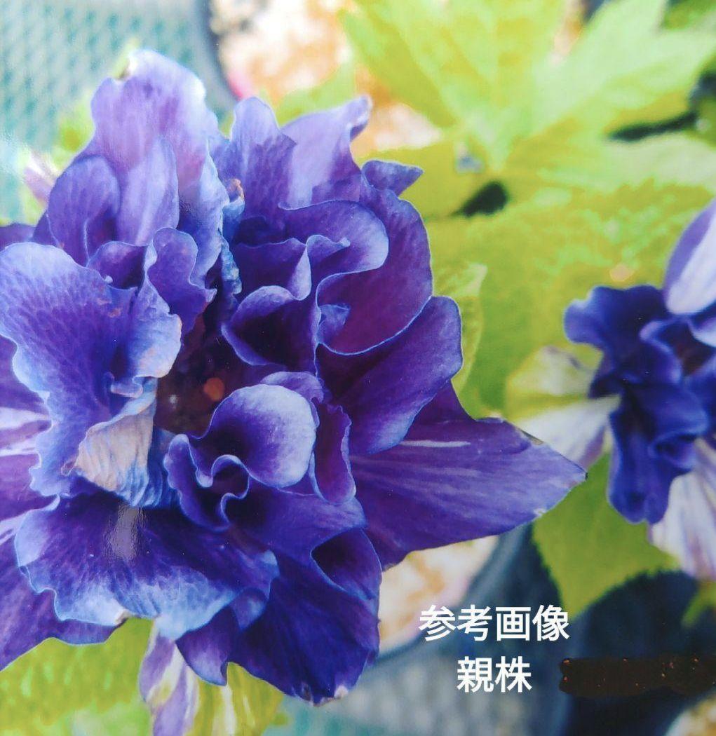 山野草　希少濃色八重咲き　シラネアオイ　来年開花予定12B