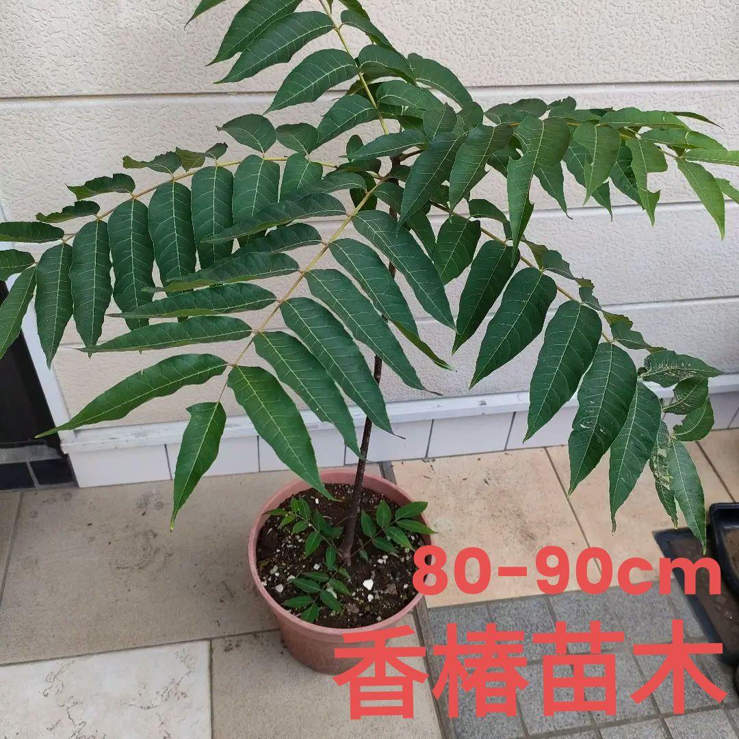 香椿苗・移植4年目/高さ鉢底から約75-85cm紅根子盛沢山【期間限定セール】❺