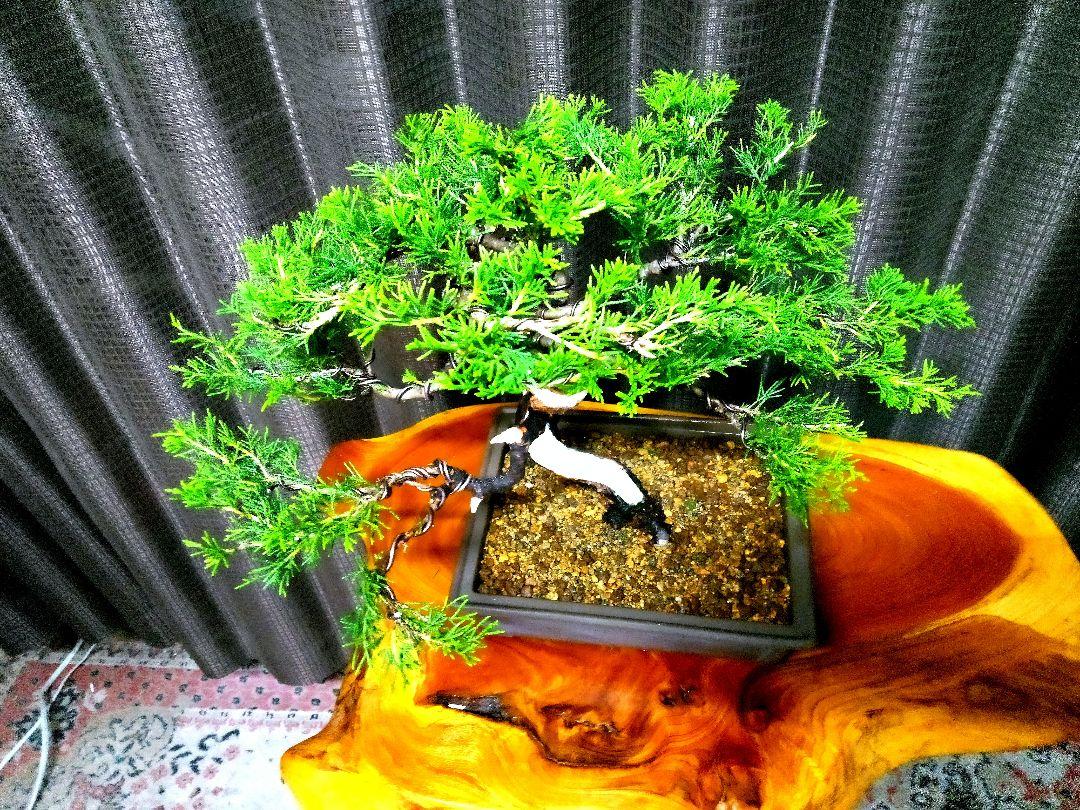 貴風 糸魚川真柏盆栽】 ⭕お薦め品❗特売品❗ - メルカリ