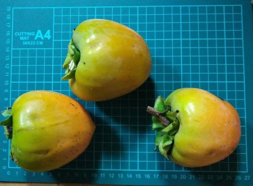 ~確認用~ 渋柿 干し柿用 ~確認用~ 渋柿 干し柿用