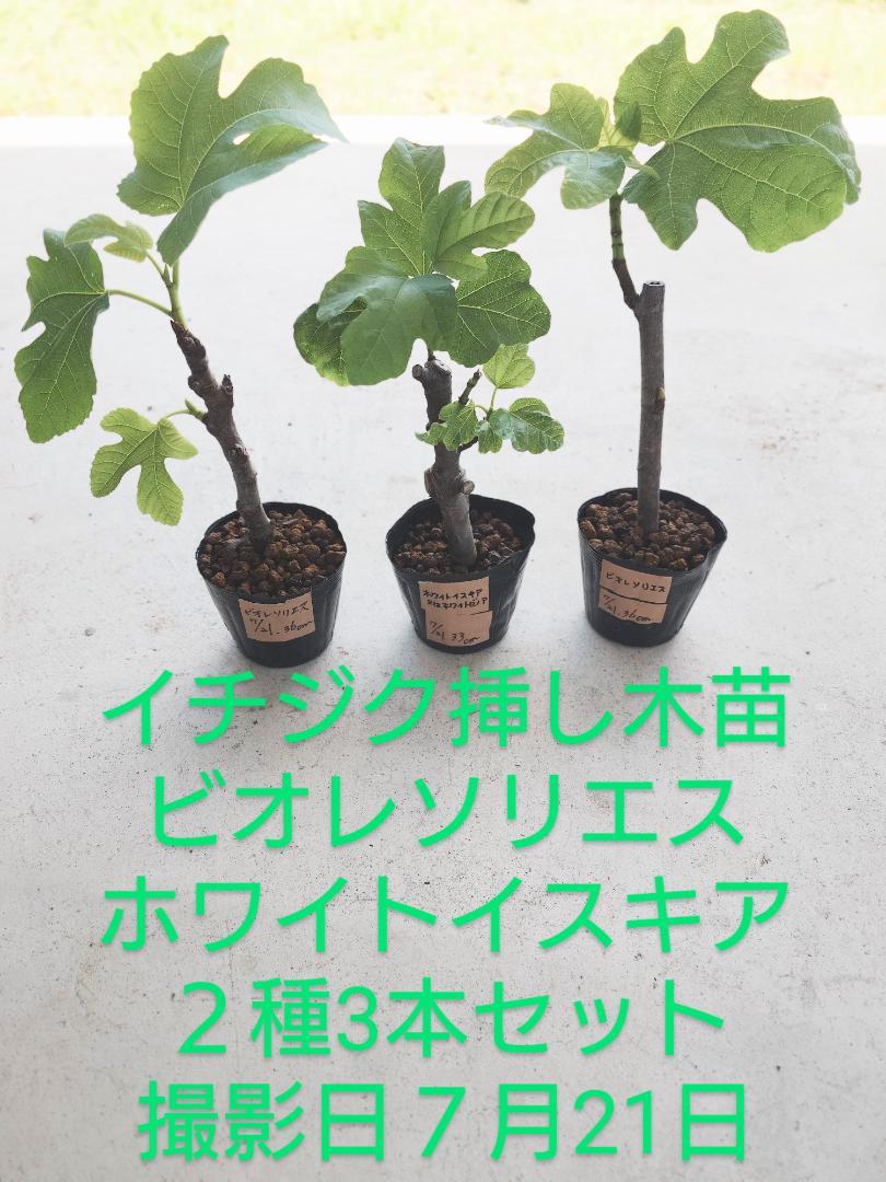 イチジク挿木苗 訳有り苗 イチジク挿し木苗、2種3本セット、匿名配送、黒ポットで発送