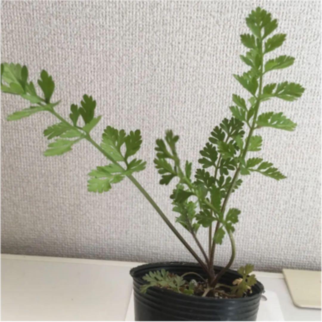 メルカリ ブラックレースフラワーの苗 植物 観葉植物 6 中古や未使用のフリマ メルカリ ブラックレースフラワーの苗 植物 観葉植物 6 中古や未使用のフリマ