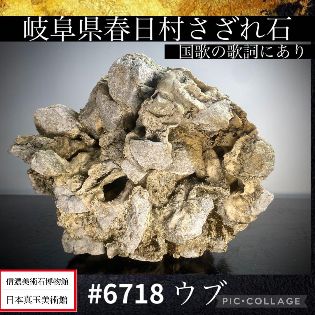 6718 岐阜県春日村さざれ石 春日石 国歌 水石 置物 盆石