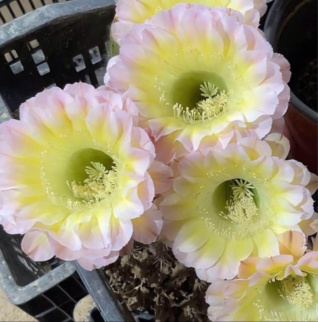 多肉植物　大輪咲　花サボテン　緑の芯