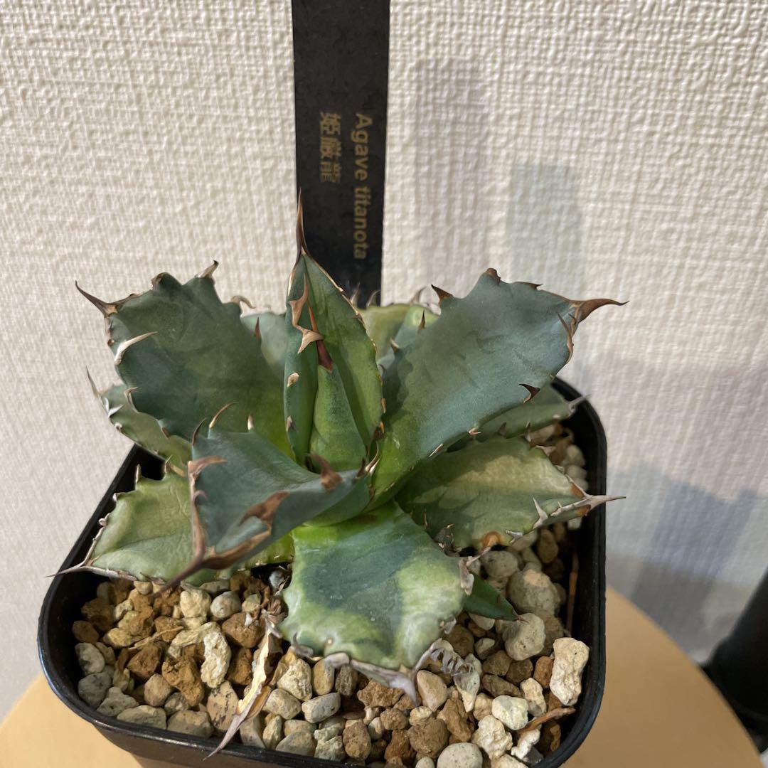 チタノタ3種セット 姫厳竜 海王 包心龍 初心者応援価格 鉢ごと
