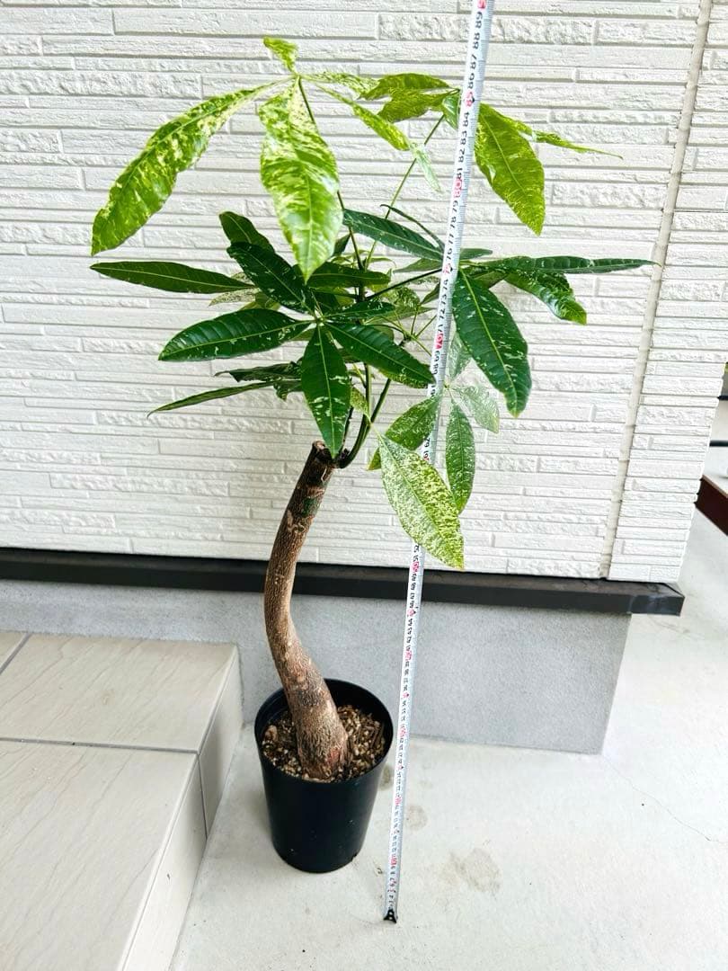 パキラ ミルキーウェイ パキラ ミルキーウェイ