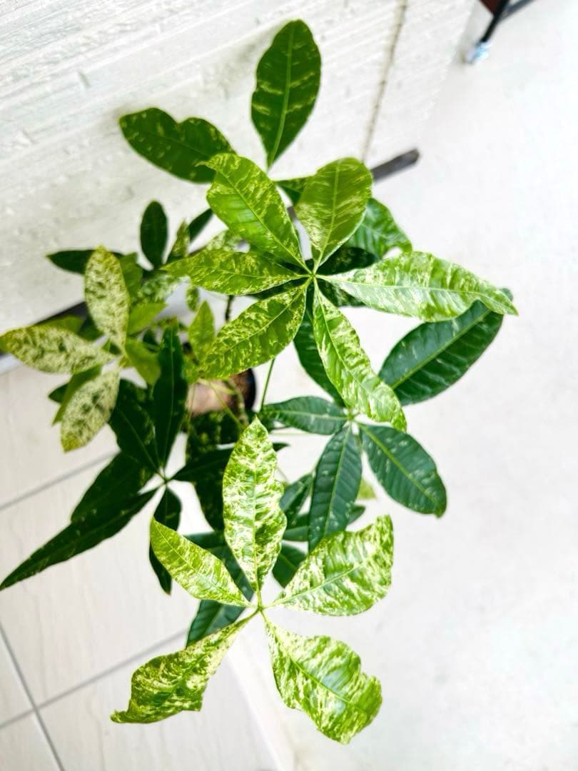 パキラ ミルキーウェイ パキラ ミルキーウェイ