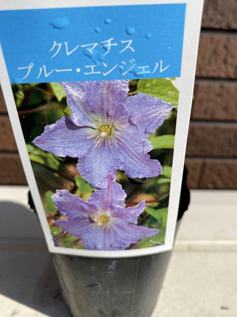クレマチス 苗 ブルー 楽天市場】予約販売 クレマチス 苗 フェアリーブルー
