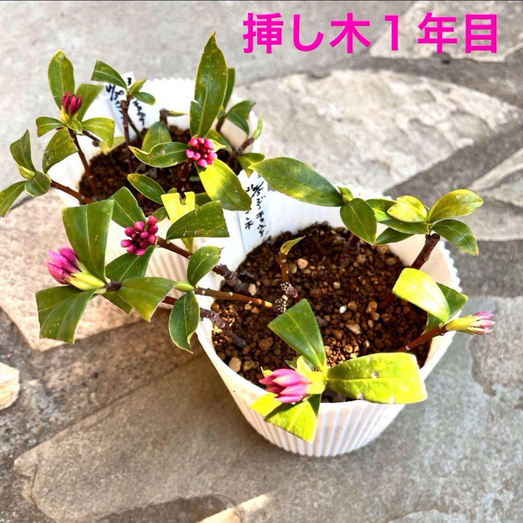 沈丁花❤︎ジンチョウゲ 挿し木用☆挿し穂 カット苗 3本 f