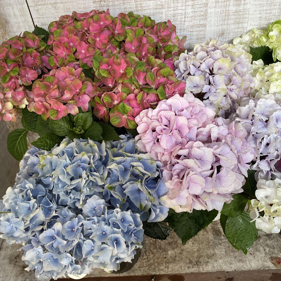 大特価！5鉢価格！ディープパープル　グリーンファイア　紫陽花　アジサイ　苗