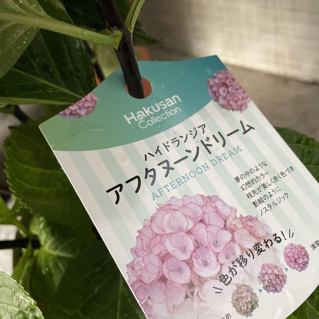 大特価！5鉢価格！ディープパープル　グリーンファイア　紫陽花　アジサイ　苗