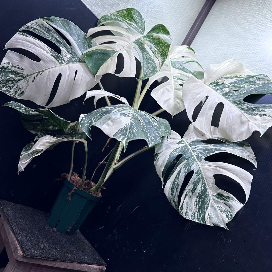 斑入りモンステラ ホワイトタイガー極美大株76cm白斑多 斑入りモンステラ ホワイトタイガー極美大株76cm白斑多