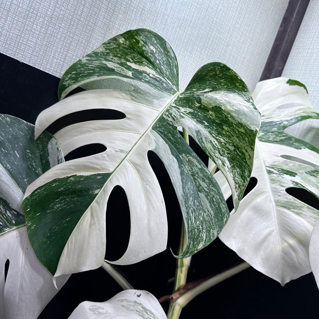 斑入りモンステラ ホワイトタイガー極美大株76cm白斑多 斑入りモンステラ ホワイトタイガー極美大株76cm白斑多