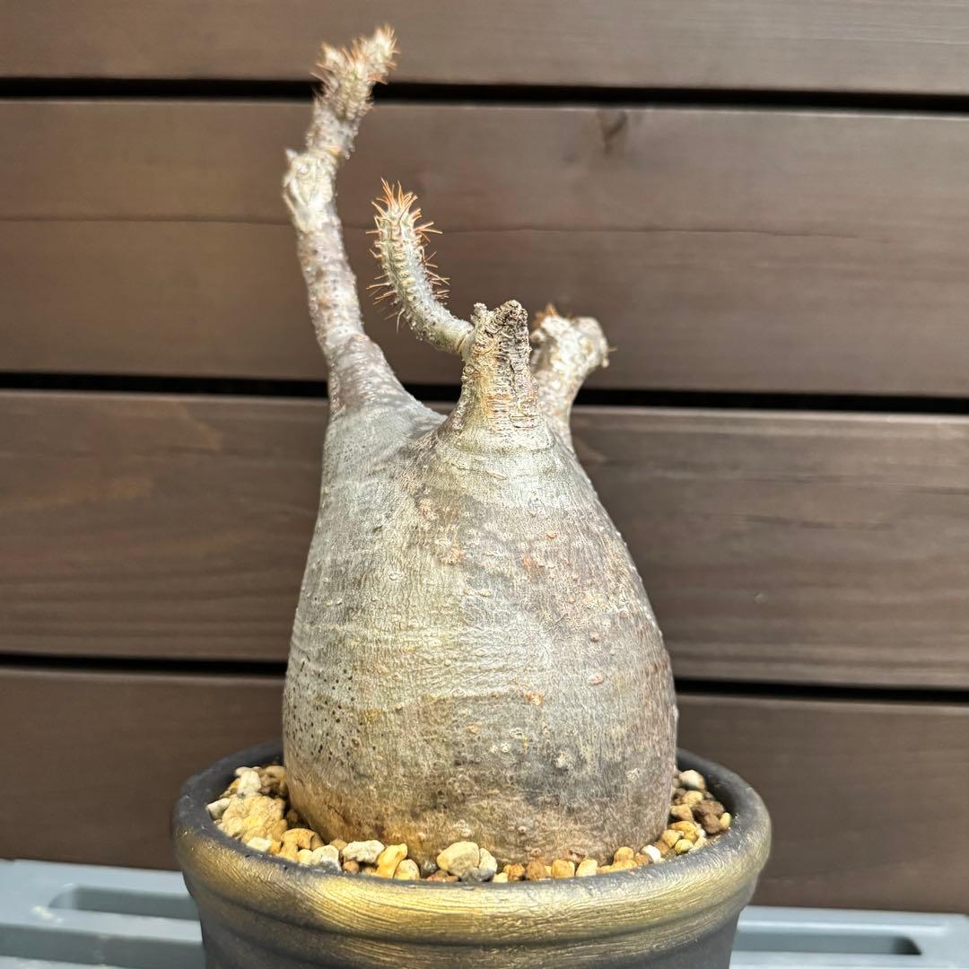 グラキリス 良型 白肌 発根済み 鉢込み 現地球 現地株 マダガスカル