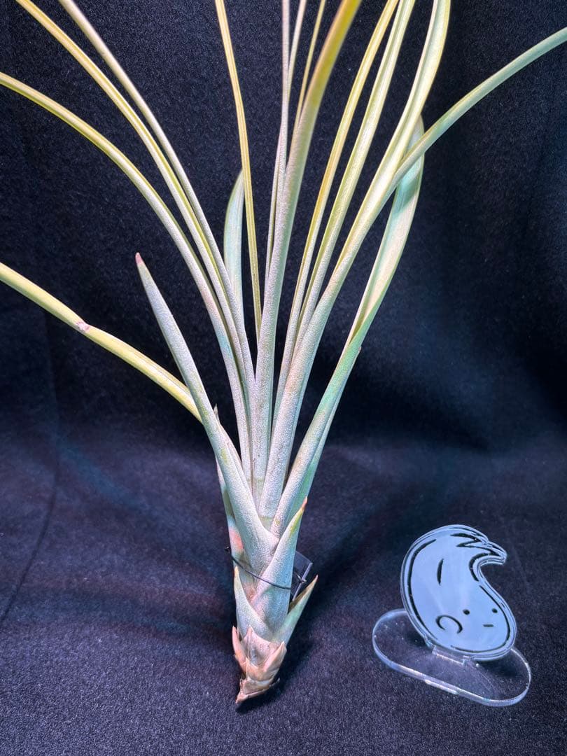 エアープランツやや傷や汚れあり