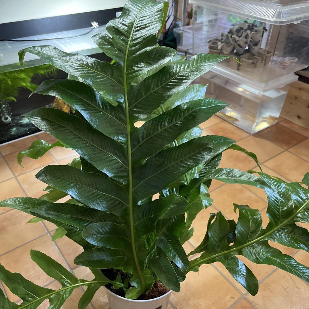 アグラオモルファ　コロナンス　土植え　観葉植物