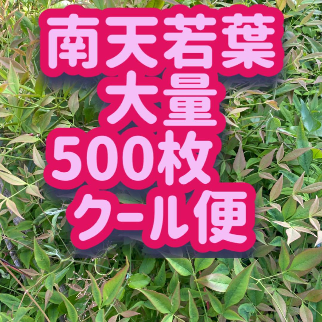 南天若葉　500枚〜　みかん箱いっぱい　クール便　つまもの　かいしき