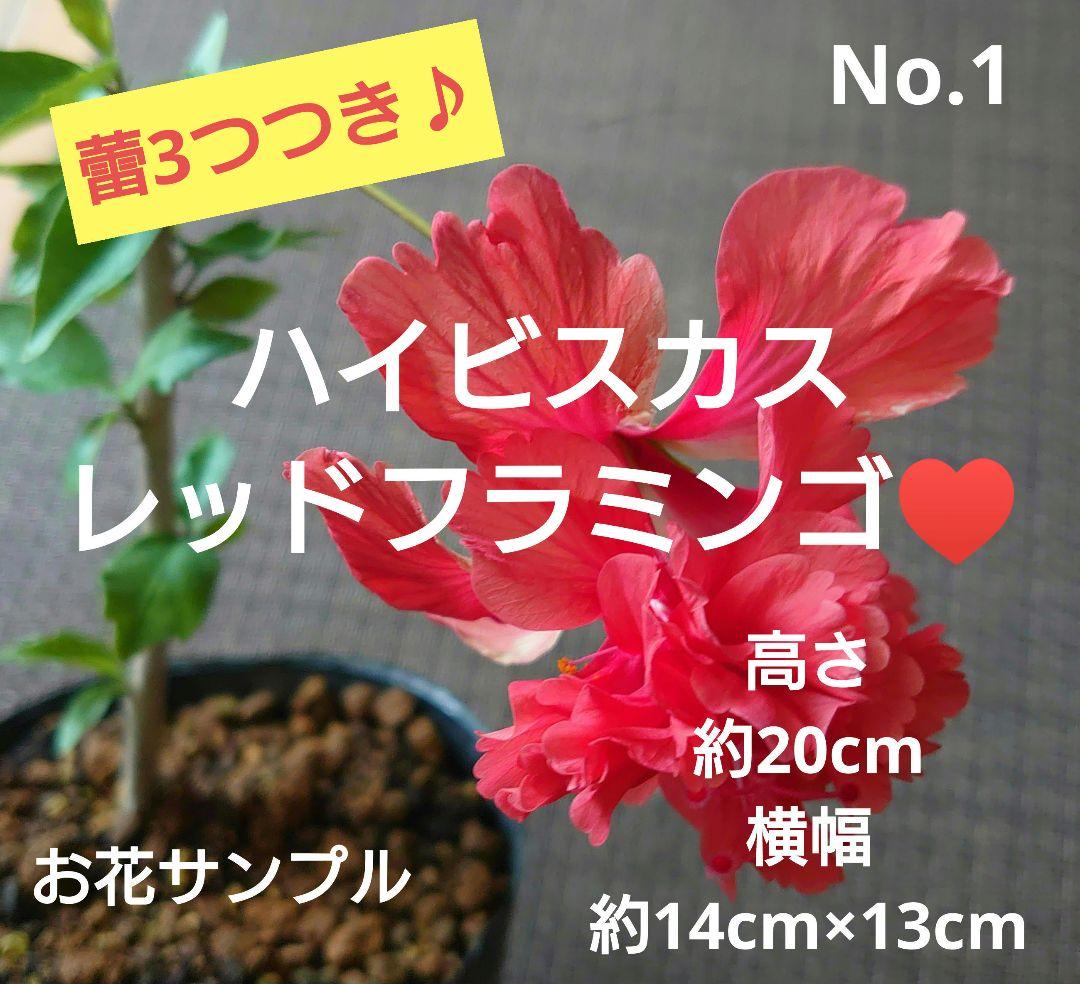 No.1【若い苗木】レッドフラミンゴ♥️高さ約20cm花