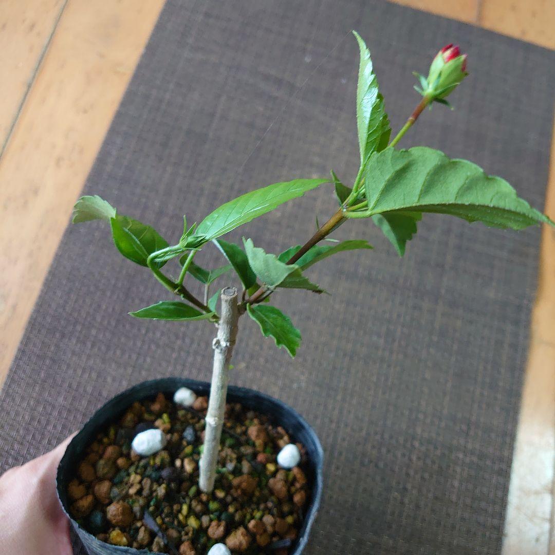 No.1【若い苗木】レッドフラミンゴ♥️高さ約20cm