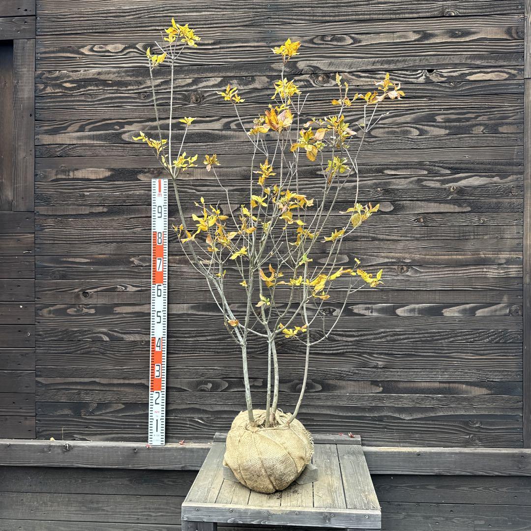 《白花》ミツバツツジ/株立ち【現品発送】管理60847