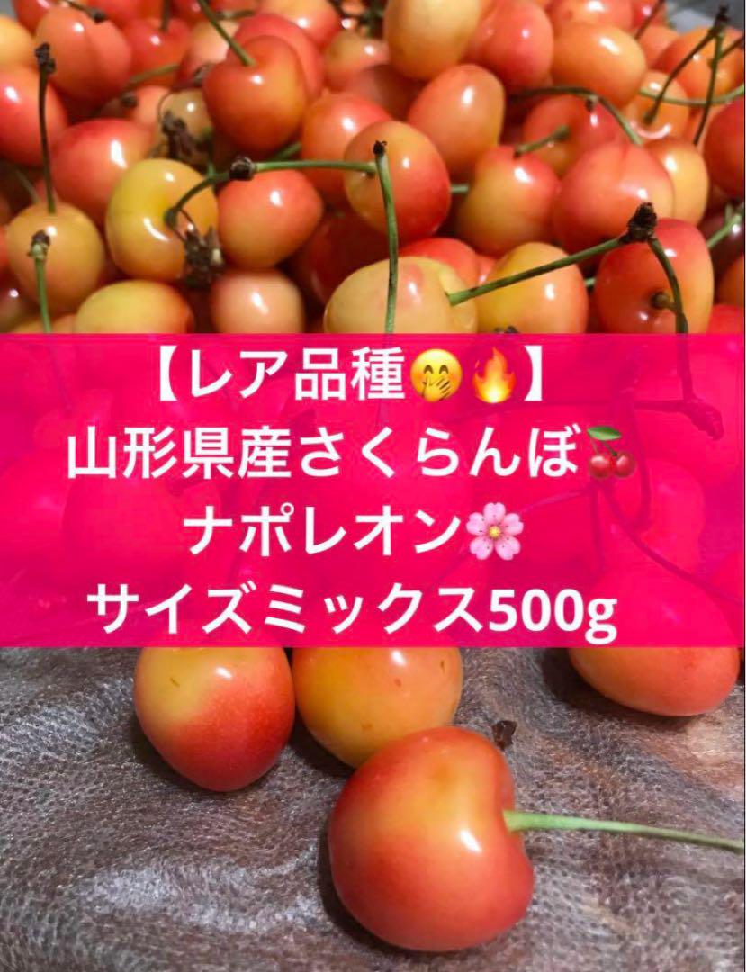 【レア品種】産地直送　山形県産さくらんぼ　ナポレオン　500g バラ詰め　無農薬 山形県産さくらんぼナポレオン500gバラ詰Lサイズ以上