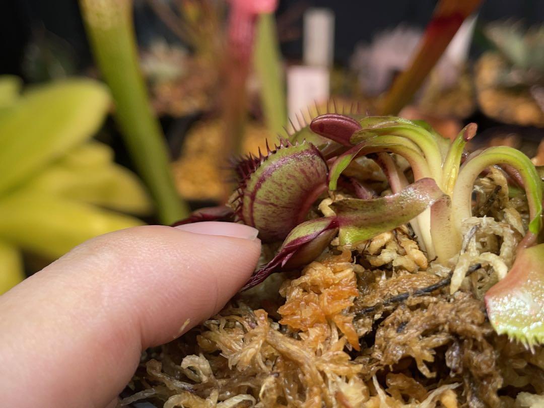 食虫植物 ハエトリソウ spotty その他観葉植物
