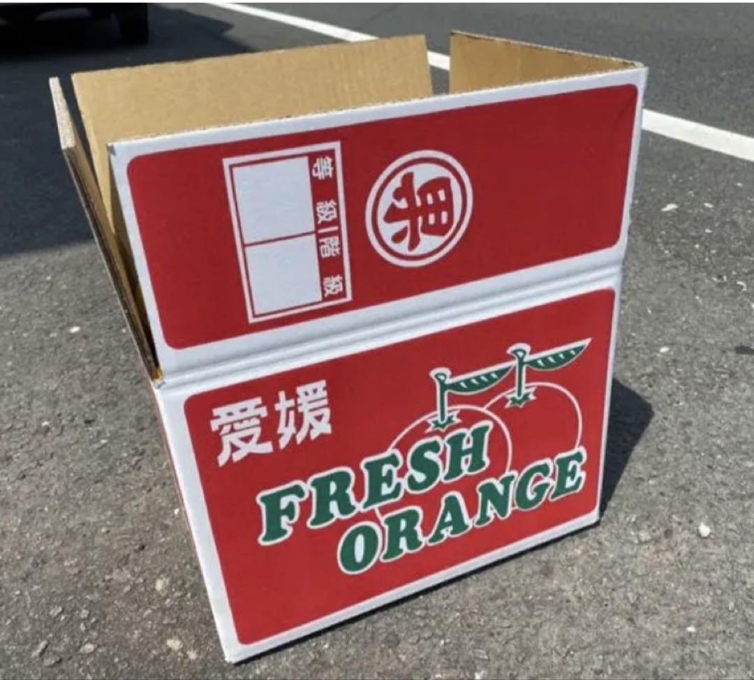 愛媛県産　タロッコ　ブラッドオレンジ　柑橘　10kg