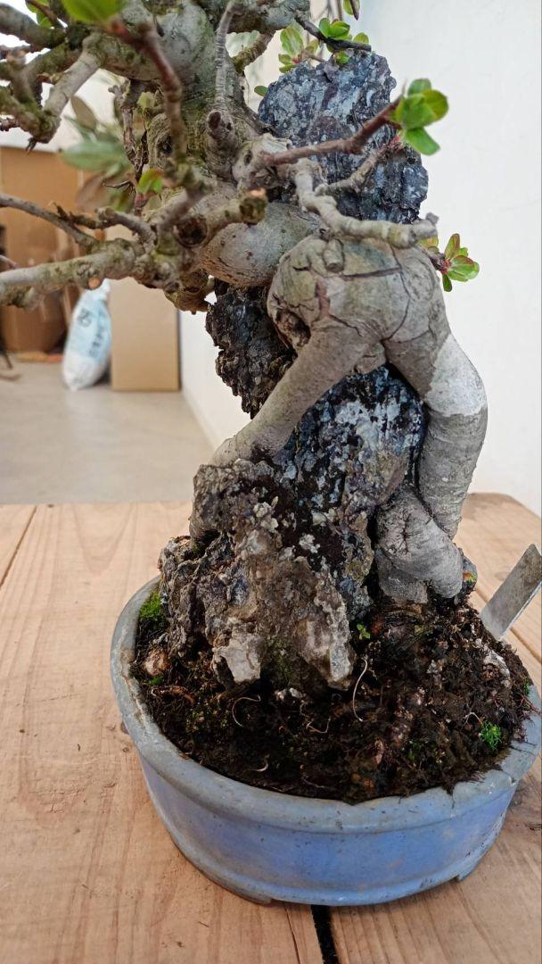 盆栽 姫リンゴ 樹高鉢底から32cm