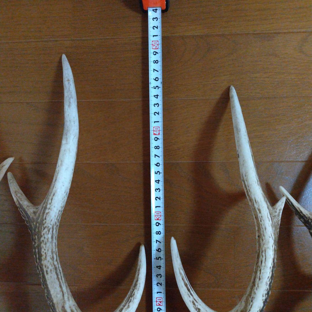 鹿の角 シカのツノ5本セット 約42cm 約50cm おまけに珍しい