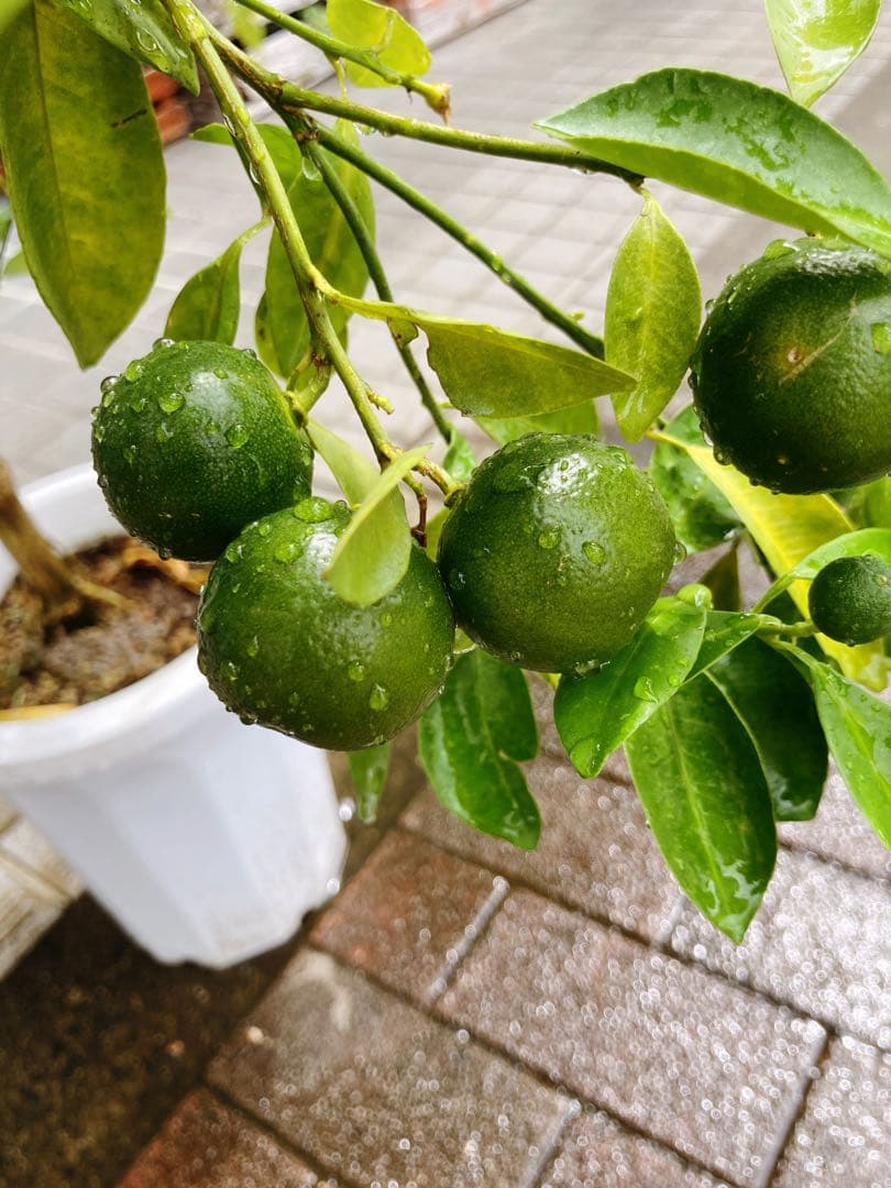 カラマンシー フィリピンレモン 実付き 目立った傷や汚れなし YUZUMIYA_COM