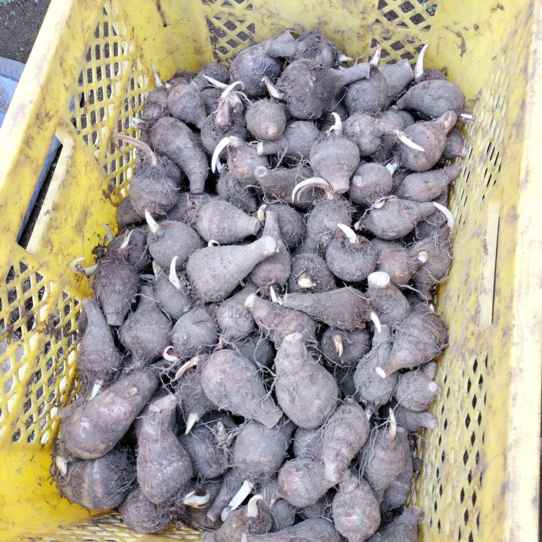 八頭　種芋 　5kg