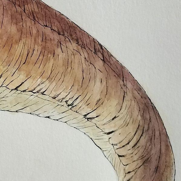 ティラノサウルスの水彩画