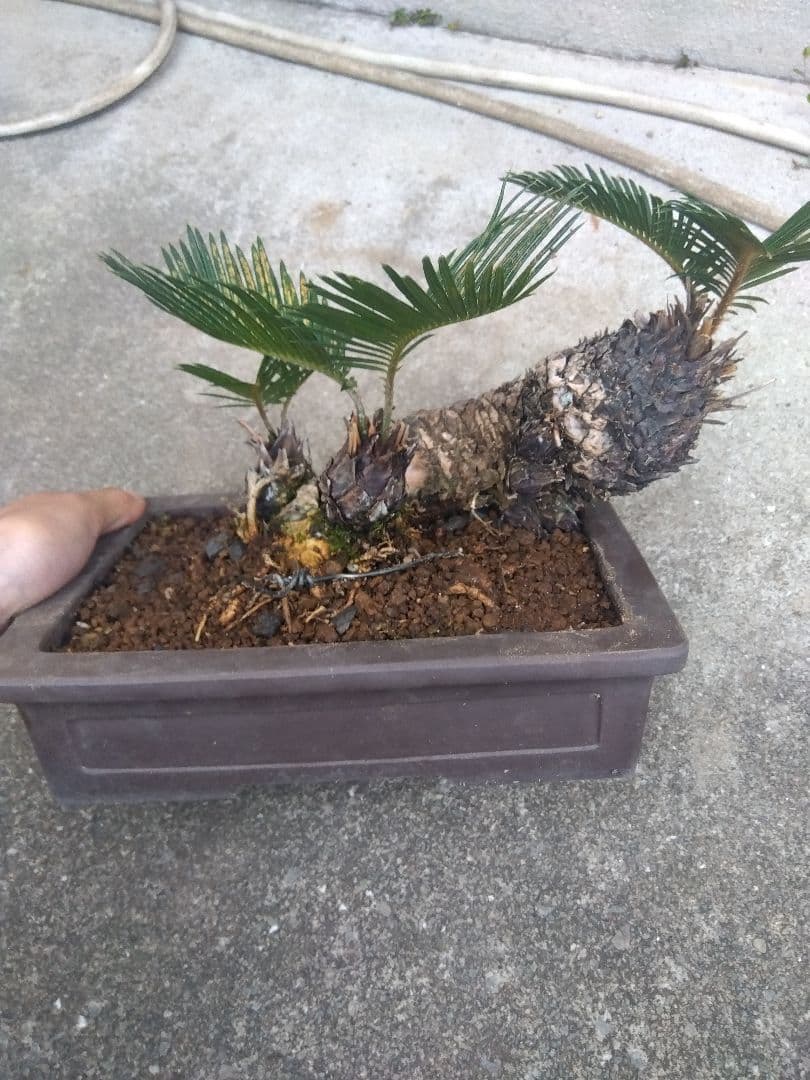 ソテツ　盆栽　8号陶器鉢つき　多頭❗ ソテツ盆栽8号陶器鉢つき多頭❗