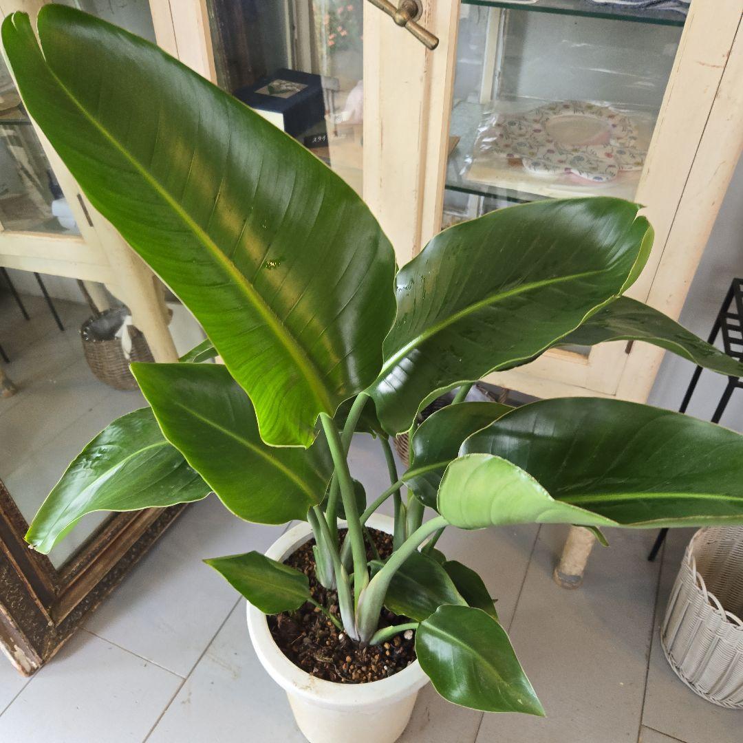 ②　ストレリチア　オーガスタ　8号　３株植え　特大苗木最高等級　極上品‼️