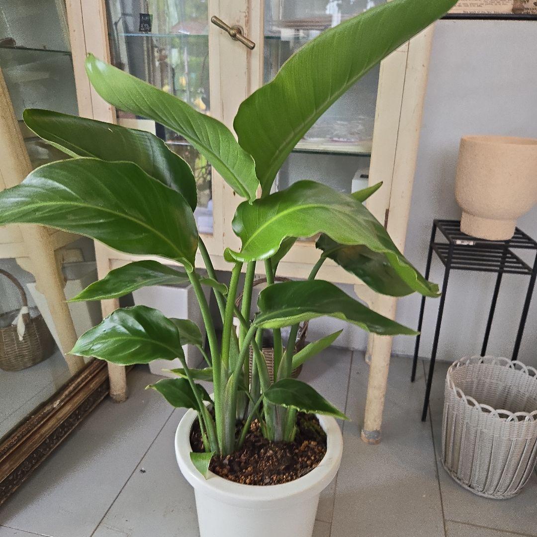 ②　ストレリチア　オーガスタ　8号　３株植え　特大苗木最高等級　極上品‼️