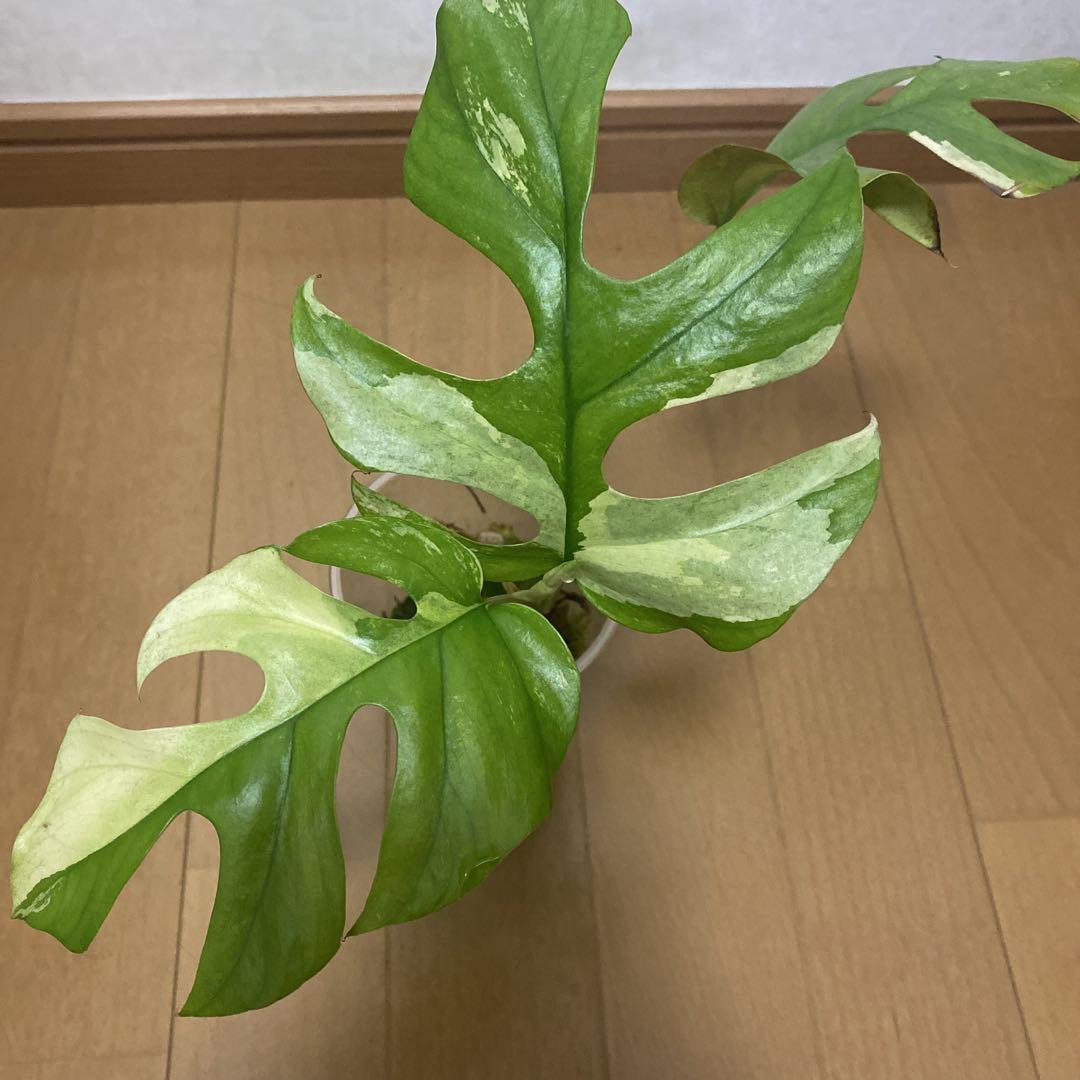 ラフィドフォラテトラスペルマ　パラゴン