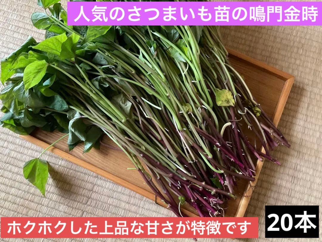 品質は非常に良い さつま芋 鳴門金時 苗 2本 agapeeurope.org