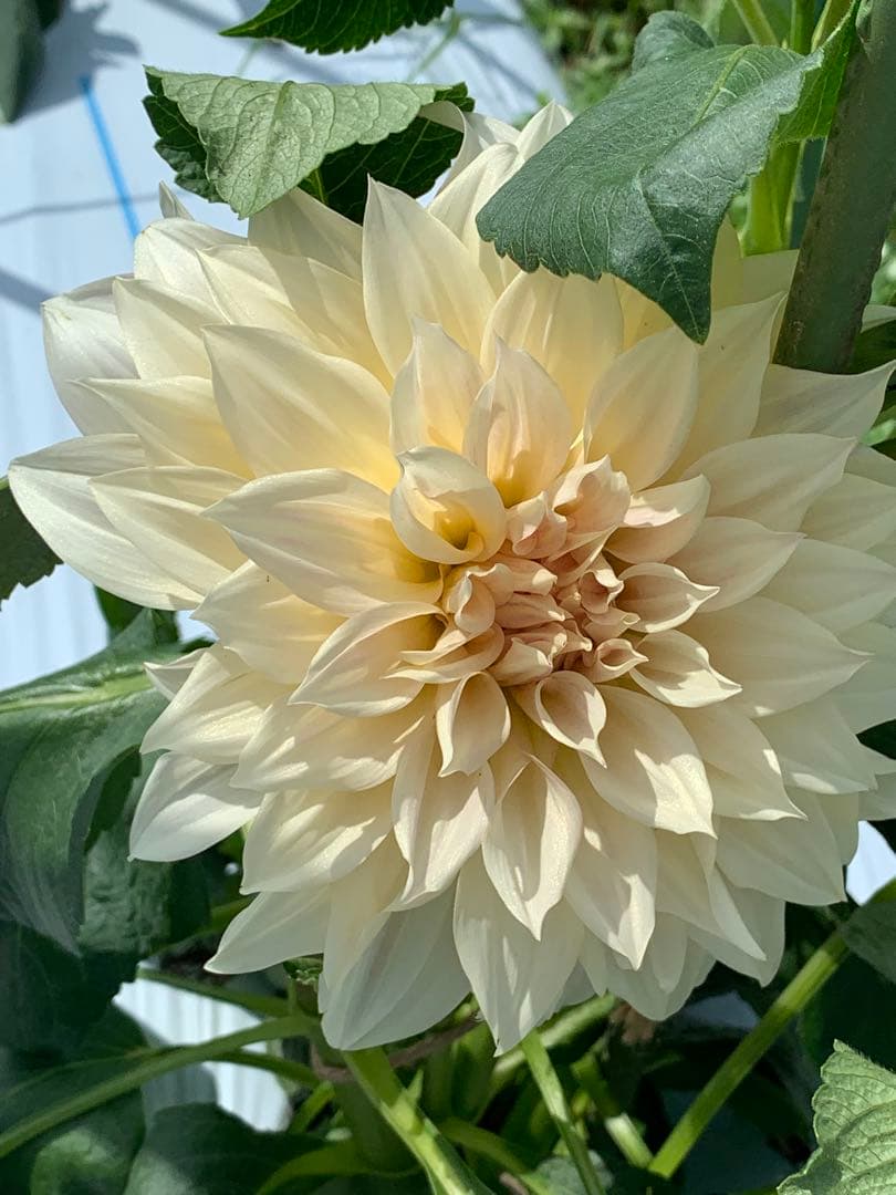 ♡さん専売ダリア3球カフェオレ ナマハゲ　マサル ラララとオマケ 人気・おすすめ｜使いやすい・旅行におすすめ 品質保証 全国発送 日本国内発送・最短翌日お届け