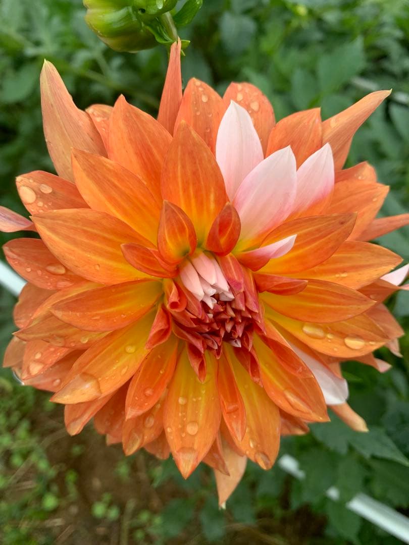 ♡さん専売ダリア3球カフェオレ ナマハゲ　マサル ラララとオマケ 人気・おすすめ｜使いやすい・旅行におすすめ 品質保証 全国発送 日本国内発送・最短翌日お届け