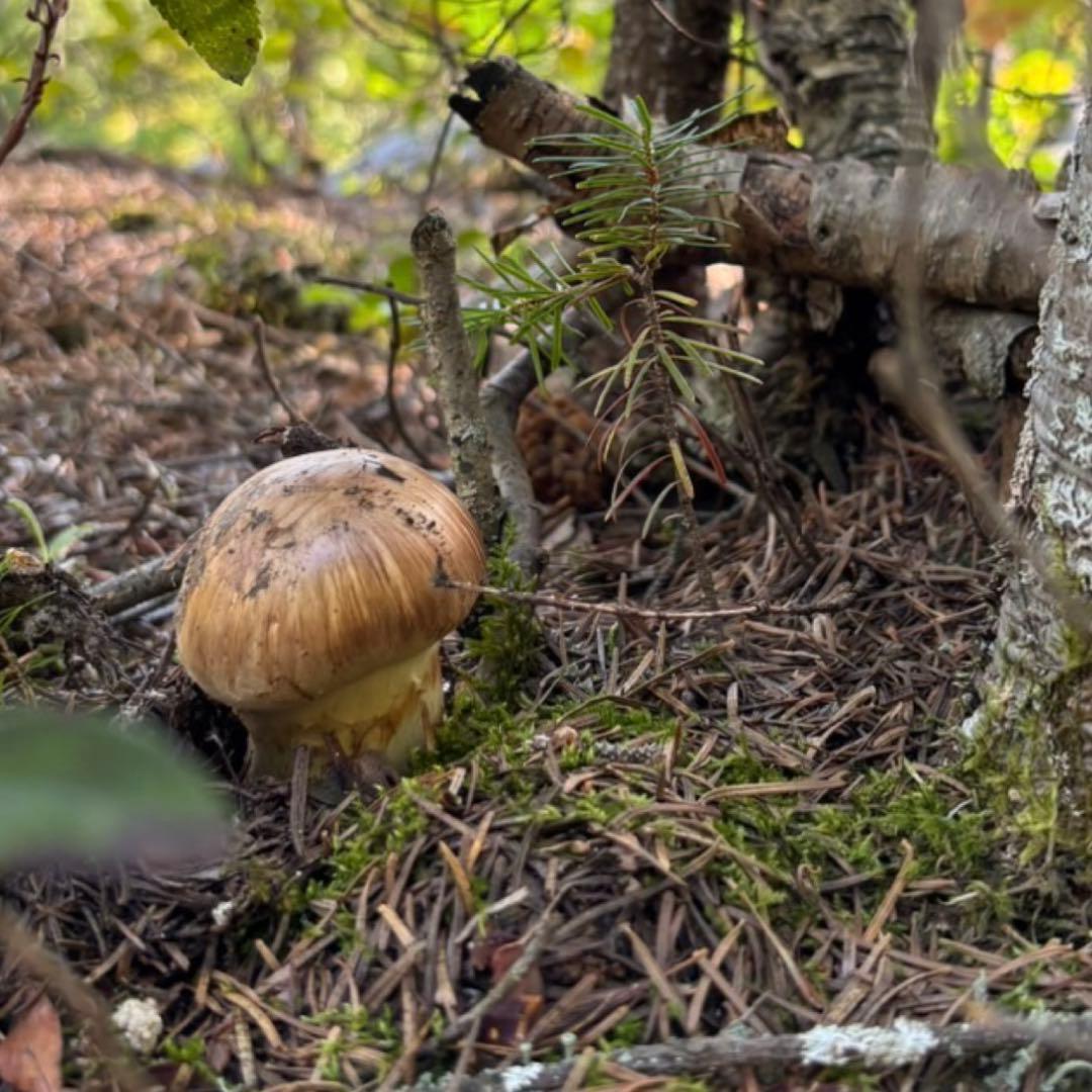 9/12夕方採り‼️北海道 松茸 国産松茸 14本 313g