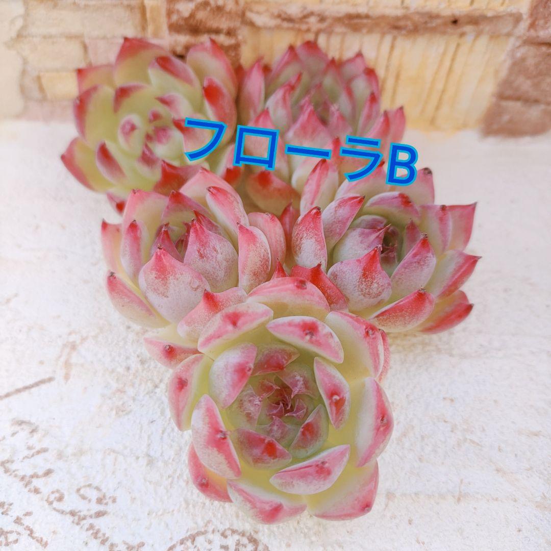 アガベ リップルエフェクト